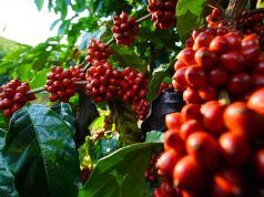 Como funciona um dia de colheita de café nas lavouras?
