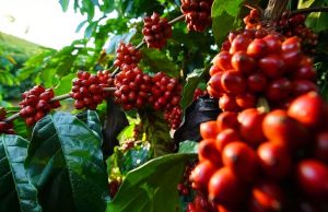 Como funciona um dia de colheita de café nas lavouras?