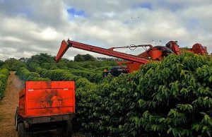 Colheita de café alcança 38,6% na área monitorada pela Cooxupé