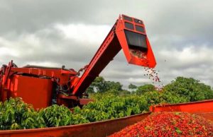 Colheita de café avança para 24,9% na área monitorada pela Cooxupé