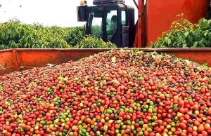 Colheita de café na área de atuação da Cooxupé alcança 47,3%