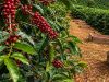 Colheita de café na área de atuação da Cooxupé alcança 58,3%