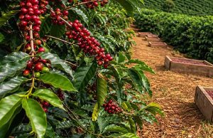 Colheita de café na área de atuação da Cooxupé alcança 58,3%