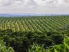 Clima e fisiologia vegetal entram no debate sobre a safra de café