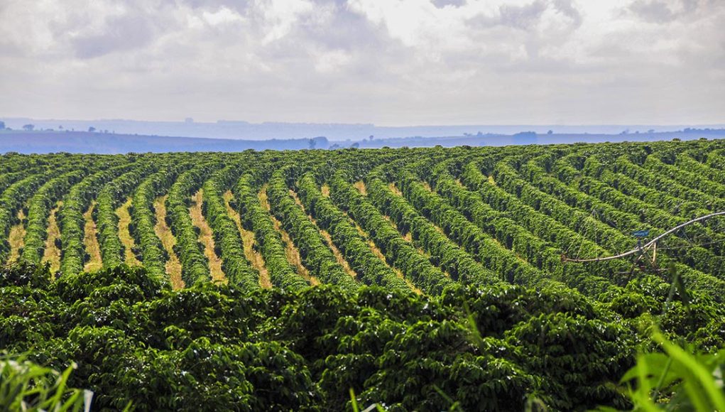 Clima e fisiologia vegetal entram no debate sobre a safra de café
