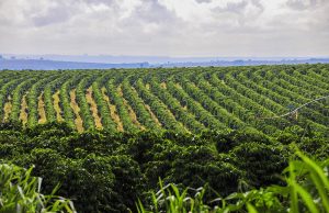 Clima e fisiologia vegetal entram no debate sobre a safra de café
