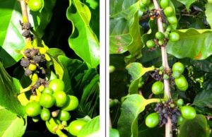 Frutos mumificados no café: entenda o efeito fisiológico