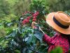 Pequenas propriedades de café lideram setor no país