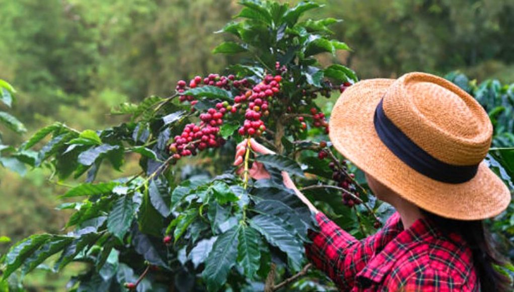 Pequenas propriedades de café lideram setor no país