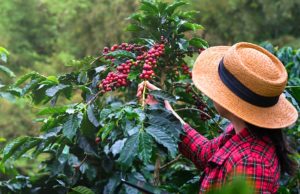 Pequenas propriedades de café lideram setor no país