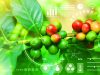 Unicamp debate uso de inteligência artificial para enfrentar riscos climáticos no café, cacau e citros