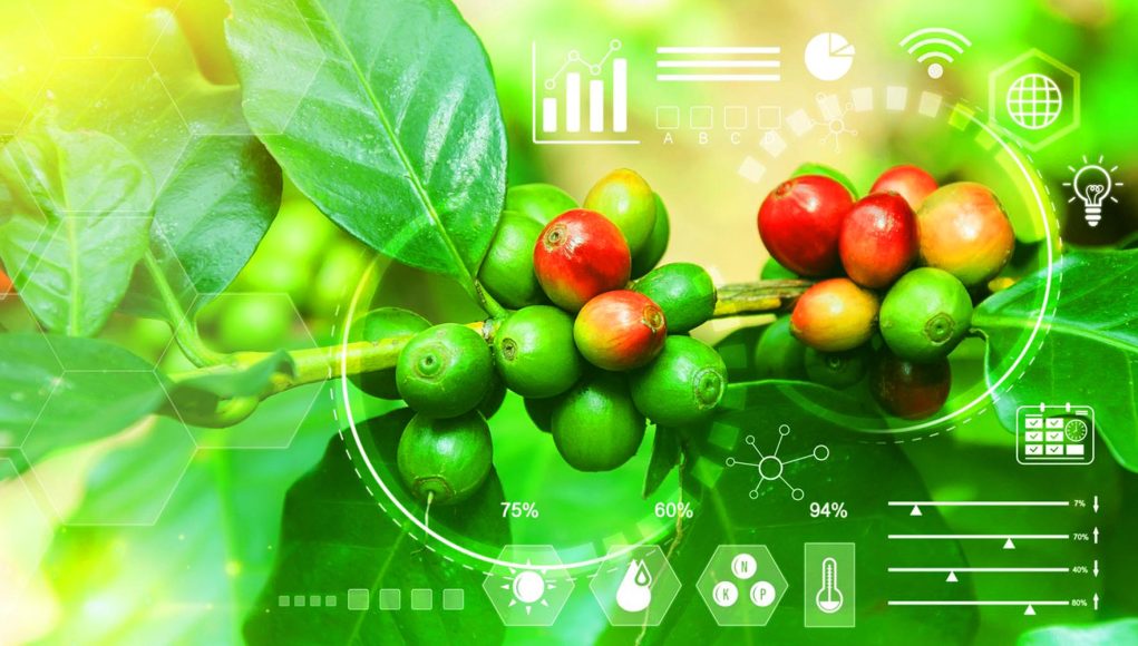 Unicamp debate uso de inteligência artificial para enfrentar riscos climáticos no café, cacau e citros