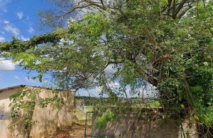 Estudo técnico de árvore no Bairro São Miguel é solicitado em Monte Santo de Minas