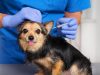 Vacinação gratuita para cães é solicitada em Monte Santo de Minas