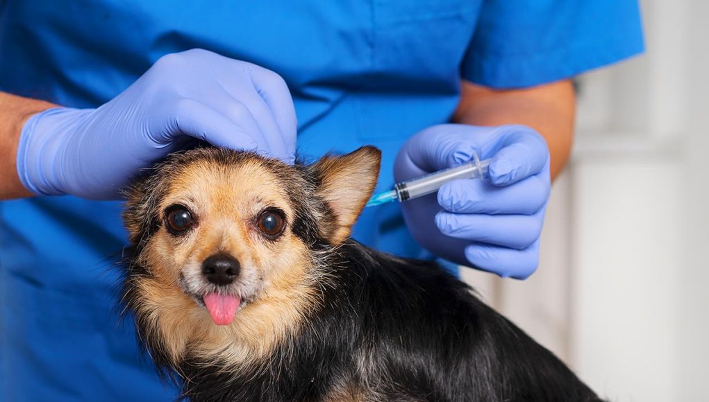 Vacinação gratuita para cães é solicitada em Monte Santo de Minas