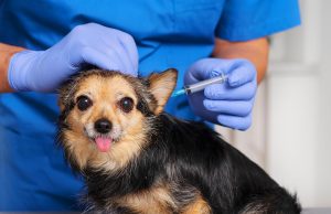 Vacinação gratuita para cães é solicitada em Monte Santo de Minas