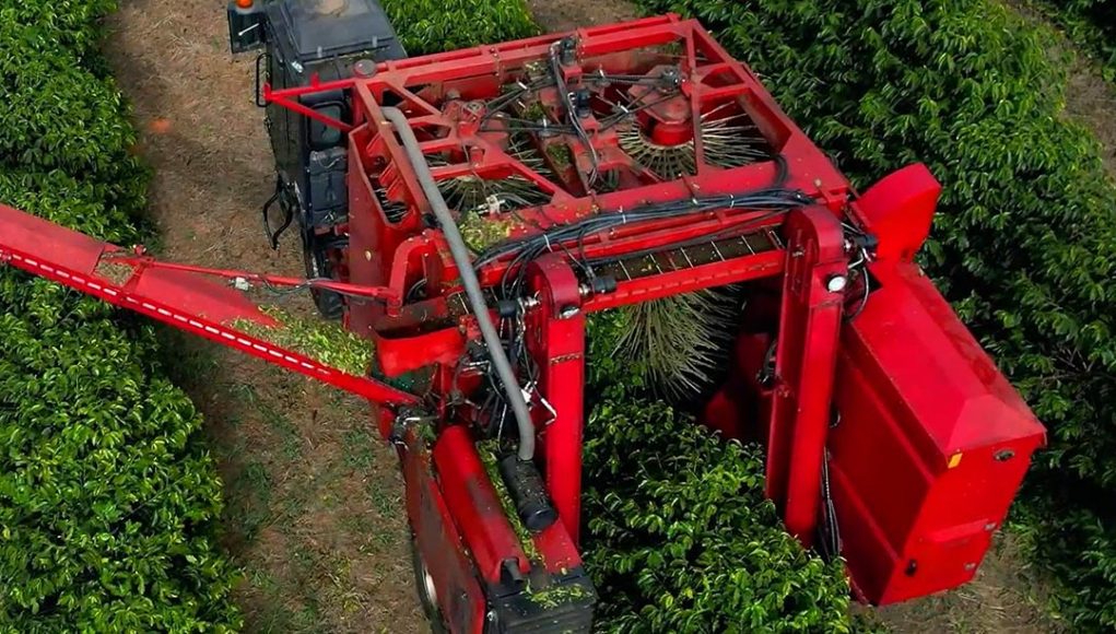 Colheita de café da Cooxupé chega a 97,3%