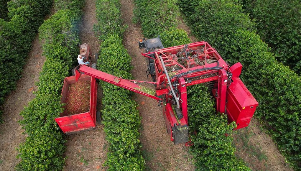 Colheita de café da Cooxupé chega a 95%
