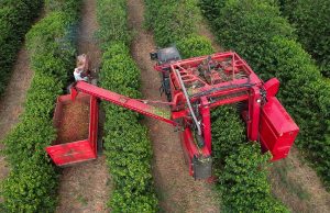 Colheita de café da Cooxupé chega a 95%