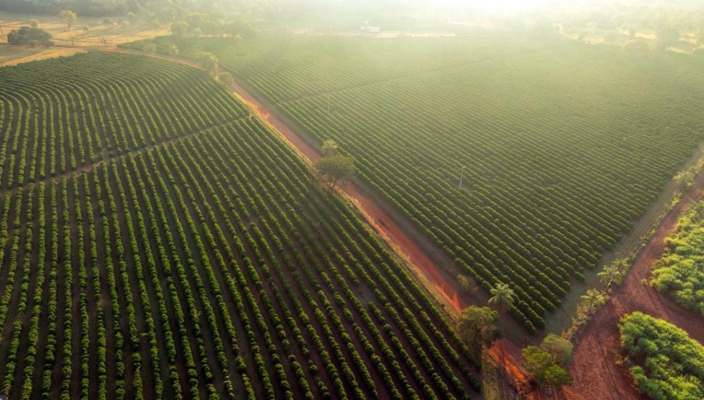 E se o algoritmo disser que sua fazenda desmatou – e estiver errado?