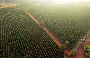 E se o algoritmo disser que sua fazenda desmatou – e estiver errado?