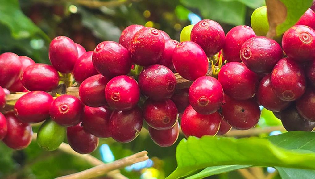 Painel Café em Números reúne dados da cafeicultura brasileira