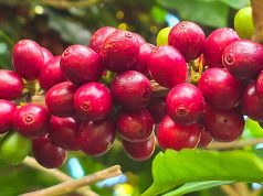 Painel Café em Números reúne dados da cafeicultura brasileira