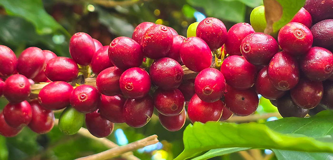 Painel Café em Números reúne dados da cafeicultura brasileira