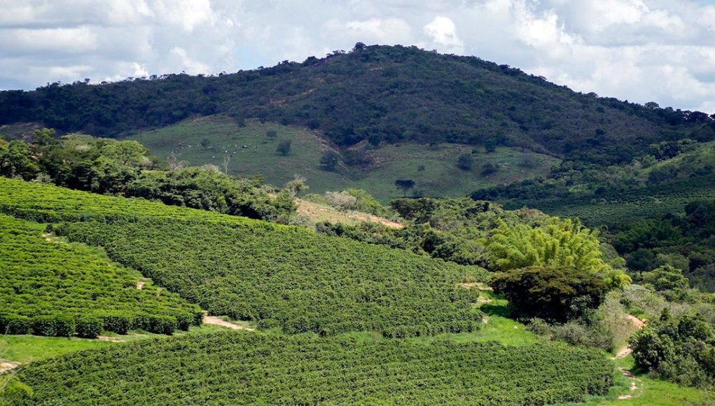 Café Produtor de Água ganha destaque internacional na OIC