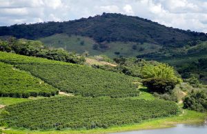 Café Produtor de Água ganha destaque internacional na OIC