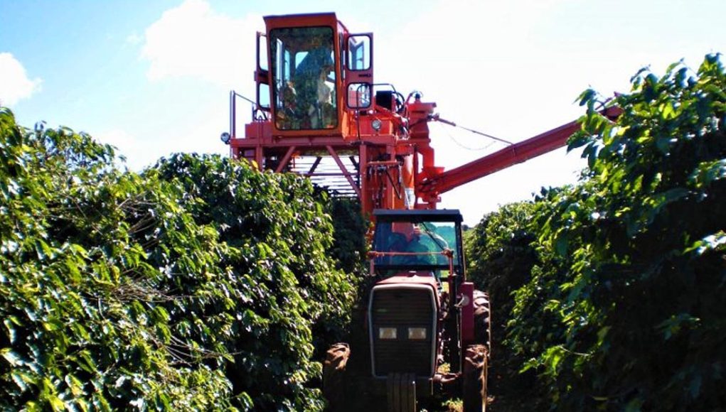 Colheita de café da Cooxupé chega a 98,6%