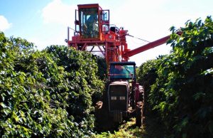 Colheita de café da Cooxupé chega a 98,6%