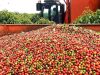 Colheita de café supera 90% entre cooperados da Cooxupé