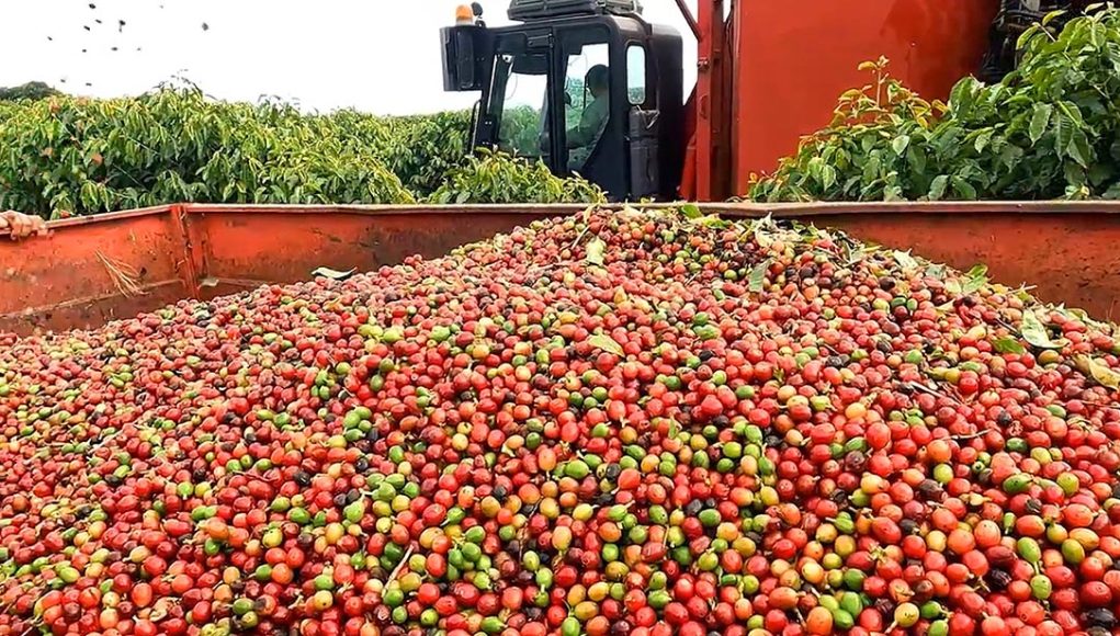 Colheita de café supera 90% entre cooperados da Cooxupé