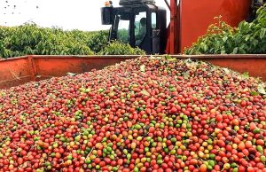 Colheita de café supera 90% entre cooperados da Cooxupé