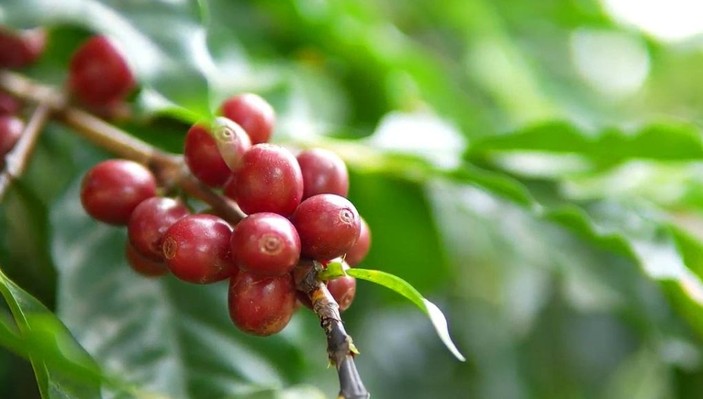 “Uma década de Especialíssimo e o valor da qualidade do café”