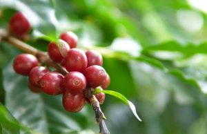 “Uma década de Especialíssimo e o valor da qualidade do café”