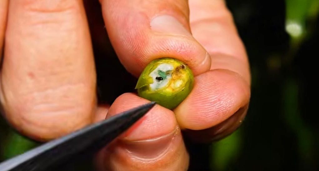 Broca-do-café exige monitoramento e manejo desde a etapa pós-colheita