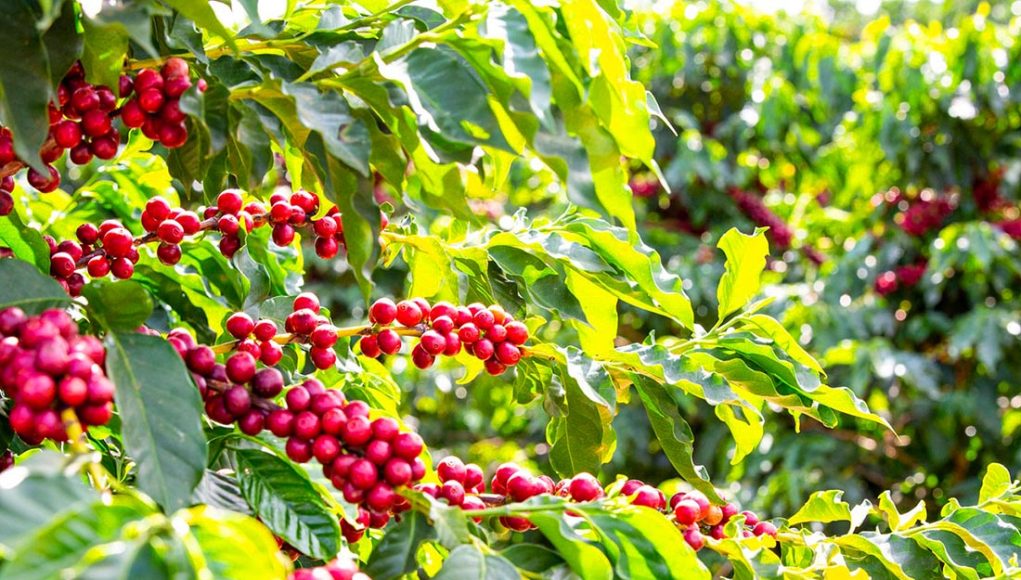 Confira como o produtor identifica o potencial de um café especial em um único talhão