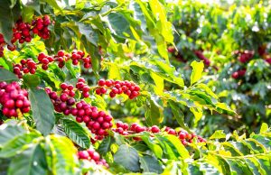 Confira como o produtor identifica o potencial de um café especial em um único talhão