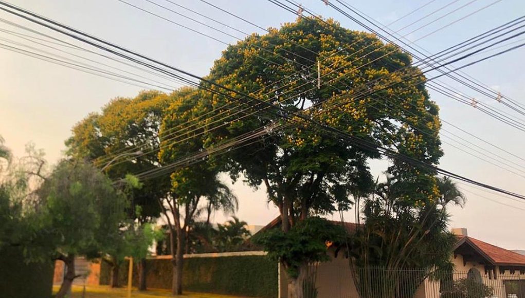 Arborização urbana entra na pauta de fiscalização em Monte Santo de Minas