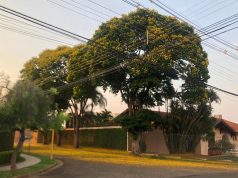 Arborização urbana entra na pauta de fiscalização em Monte Santo de Minas