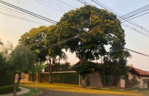 Arborização urbana entra na pauta de fiscalização em Monte Santo de Minas