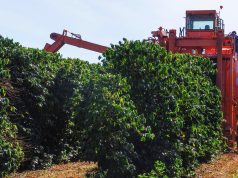 Safra de café 2026 enfrenta desafios climáticos e exige atenção para 2027